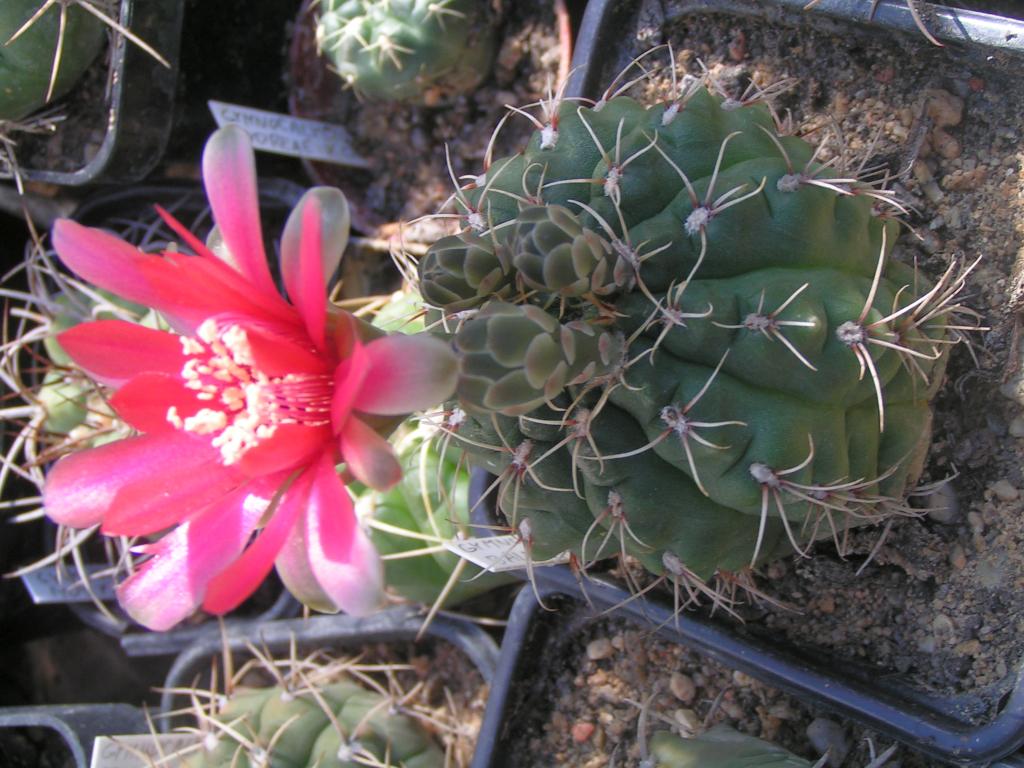 Gymnocalycium baldianum